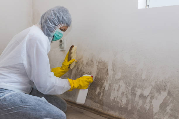 Reliable Mansfield, TX Mold Remediation Solutions