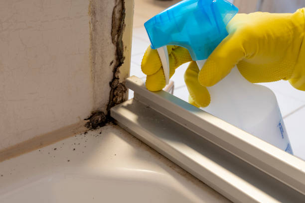 Best Post-Flood Mold Remediation in Mansfield, TX