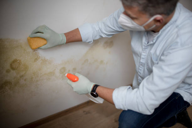 Best DIY Mold Remediation Support Services in Mansfield, TX
