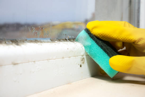 Best Residential Mold Remediation in Mansfield, TX