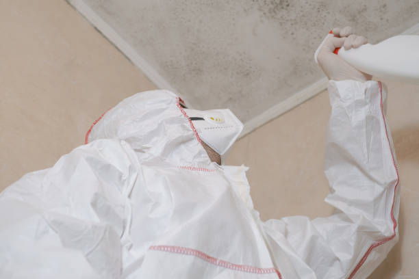 Best Black Mold Remediation in Mansfield, TX