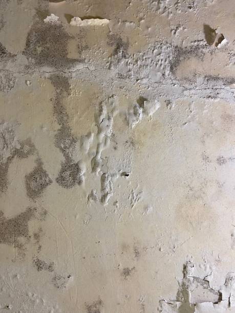 Best Bathroom Mold Remediation in Mansfield, TX