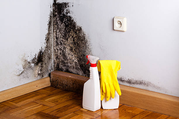 Best White Mold Remediation in Mansfield, TX
